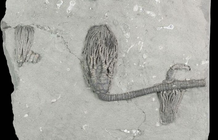 Three Crinoid Fossils ( Species) - Crawfordsville, Indiana #125924